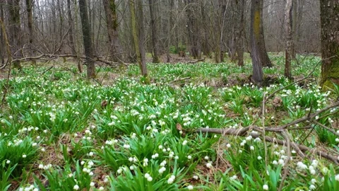 Snowdrop in beech forest Stock Footage 170576645