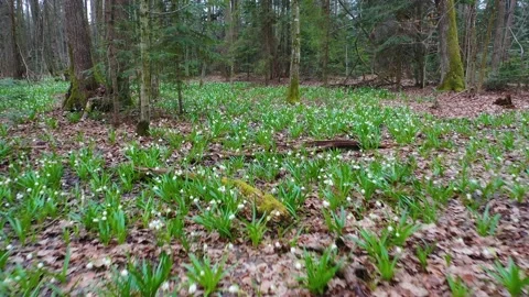 Snowdrop in beech forest Stock Footage 170576653