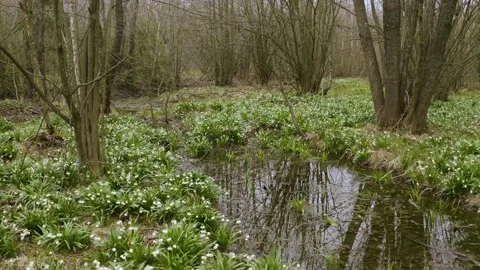 Snowdrop in beech forest Stock Footage 170576738