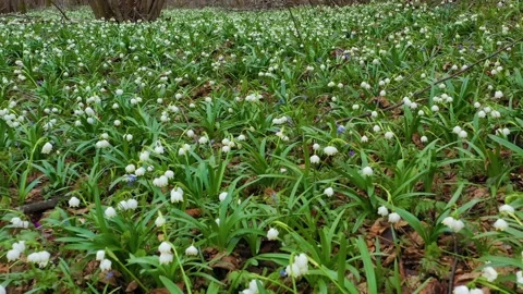 Snowdrop in beech forest Stock Footage 170772083