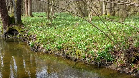 Snowdrop in beech forest Stock Footage 170772291