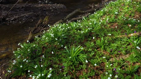 Snowdrop in beech forest Stock Footage 170772505