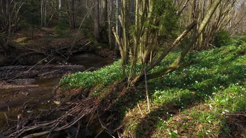 Snowdrop in beech forest Stock Footage 170772642