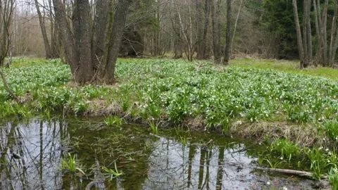 Snowdrop in beech forest Stock Footage 170913150