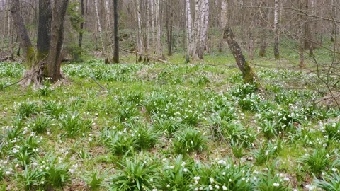 Snowdrop in beech forest Stock Footage 170913154