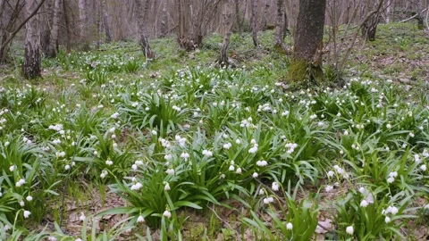 Snowdrop in beech forest Stock-Footage 170913181