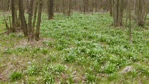 Snowdrop in beech forest Stock Footage 170913211