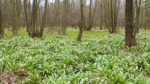 Snowdrop in beech forest Stock Footage 170913219