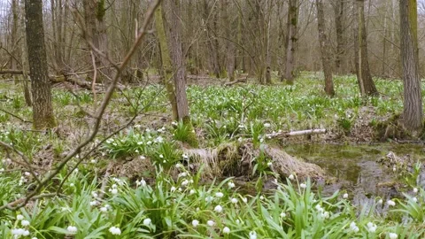 Snowdrop in beech forest Stock Footage 170913248