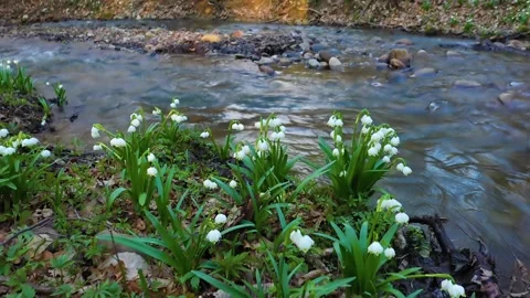 Snowdrop in beech forest Vídeos de archivo 170913307