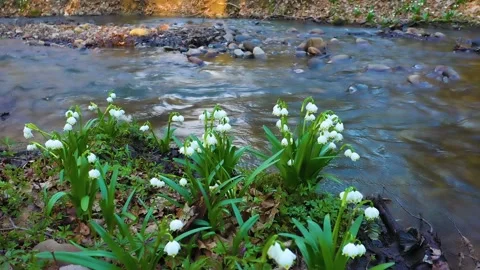 Snowdrop in beech forest Stock Footage 170913316