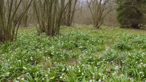 Snowdrop in beech forest Stock Footage 170913322