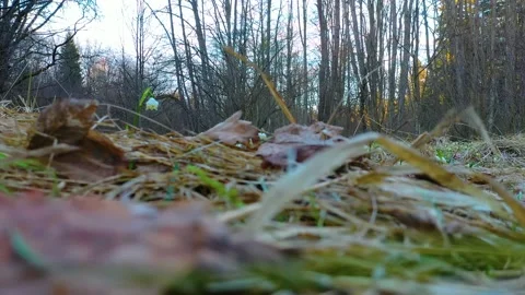 Snowdrop in beech forest Stock Footage 170913331