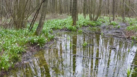 Snowdrop in beech forest Stock Footage 170913339