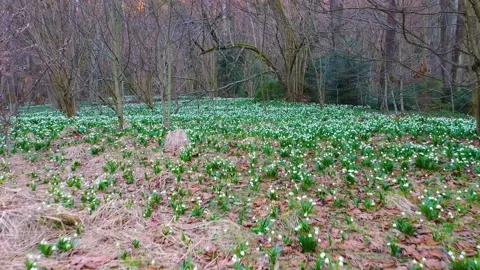 Snowdrop in beech forest Stock Footage 170913383