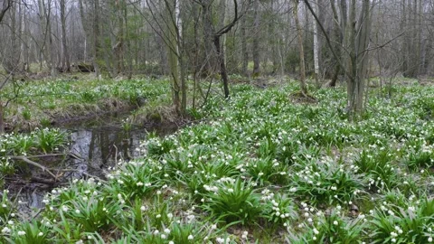 Snowdrop in beech forest Stock-Footage 170913401