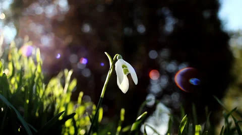 Snowdrop. Beginning of the spring. Stock Footage 35742047