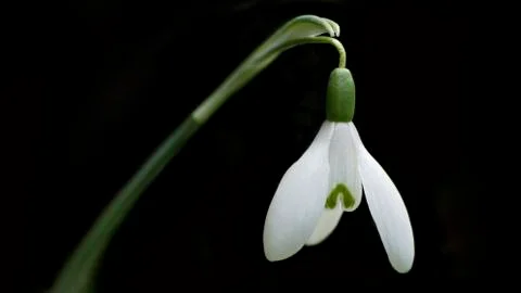 Snowdrop on black 스톡 사진