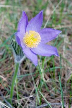Snowdrop bloom in spring Stock Photos