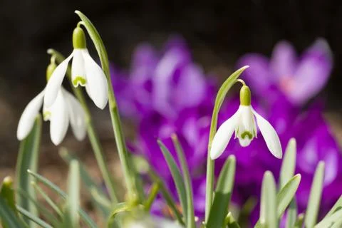 Snowdrop bloom in springtime Stock Photos