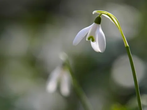 Snowdrop blooming Stock Photos