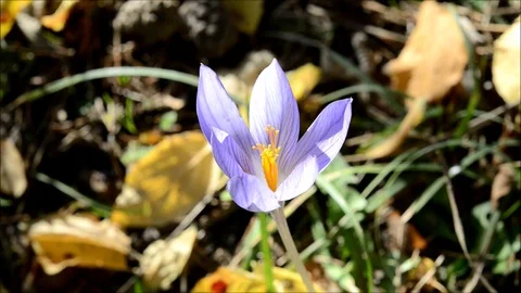 Snowdrop blossom Stock Footage 111431552