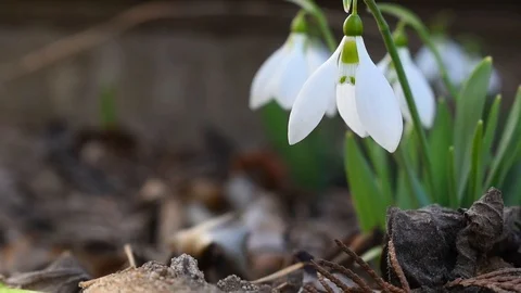 Snowdrop is blowing the wind in the forest. Stock Footage 105519925