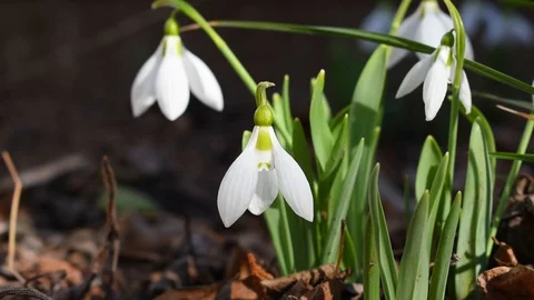 Snowdrop is blowing the wind in the forest. Stock Footage 105519928