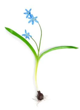 Snowdrop blue isolated Stock Photos