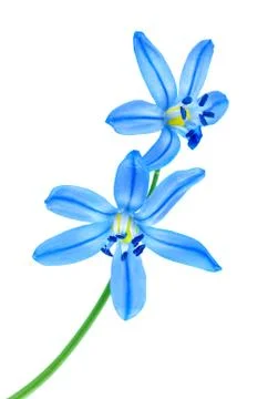 Snowdrop blue Stock Photos