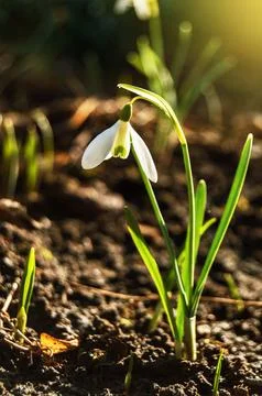 Snowdrop on a blurred background, in front of the sun. Stock Photos