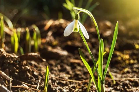 Snowdrop on a blurred background, in front of the sun. Stock Photos