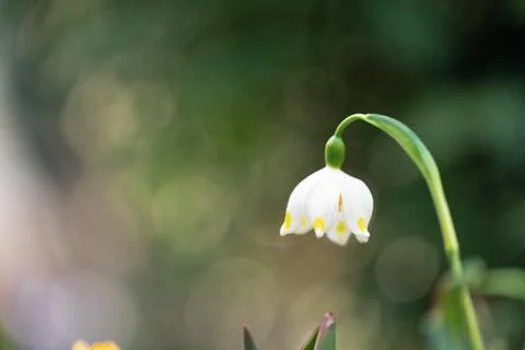 Snowdrop on a blurred background, macro shot. Stock Photos