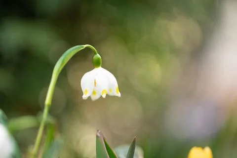Snowdrop on a blurred background, macro shot. Stock Photos