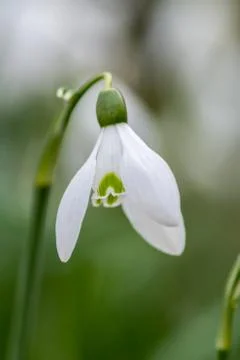 Snowdrop bokeh blur Foto stock