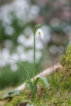 Snowdrop bokeh blur Stock Photos