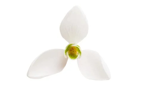 Snowdrop close-up isolated Stock Photos