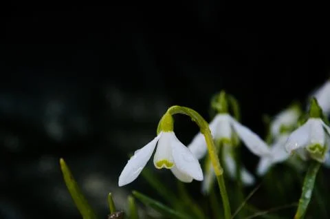 Snowdrop close up Stock Photos
