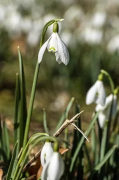 Snowdrop close up Stock Photos