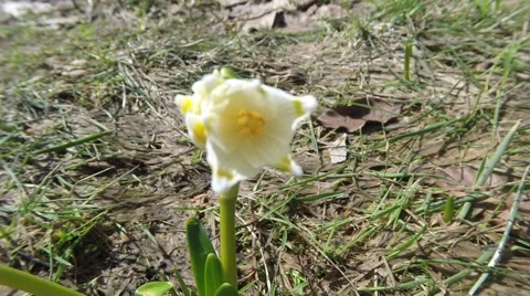 Snowdrop close-up view from above in the spring forest Stock Footage 51267699