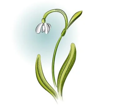 Snowdrop color Illustrazione stock
