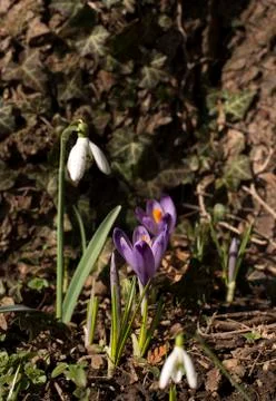 Snowdrop with crocus sativus Stock Photos