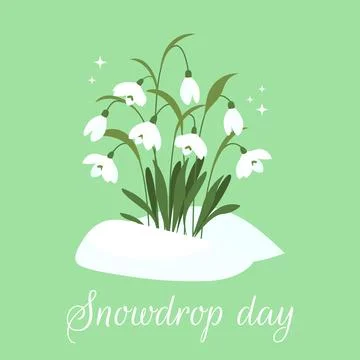 Snowdrop Day. Spring composition of snowdrops. Greeting card in flat style... Stock Illustration