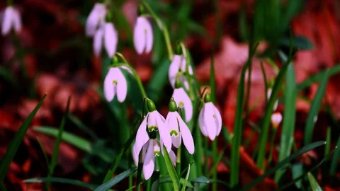 Snowdrop in the early spring forest Stock Footage 125434212