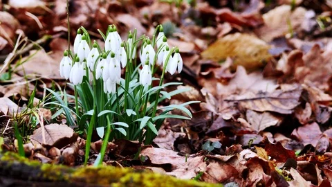 Snowdrop in the early spring forest Stock Footage 125434297