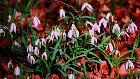 Snowdrop in the early spring forest Video stock 125434306