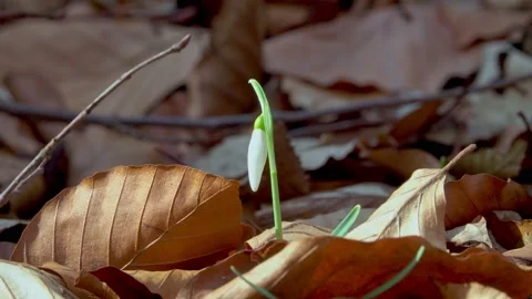 Snowdrop in early spring sunlight, in the forest Stock Footage 172261023