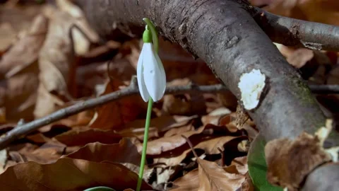 Snowdrop in early spring sunlight, in the forest Stock Footage 172261032