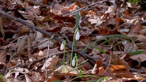Snowdrop in early spring sunlight, in the forest Stock Footage 172261043