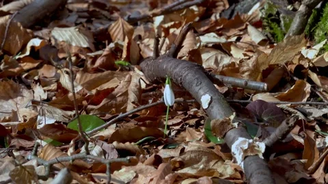 Snowdrop in early spring sunlight, in the forest Stock-Footage 228852810
